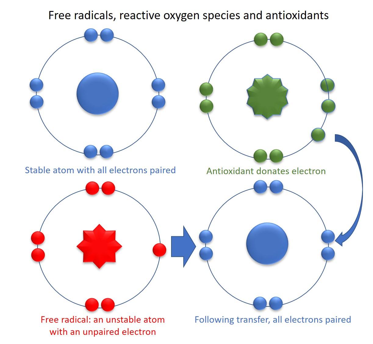 Free radicals vs reactive oxygen species