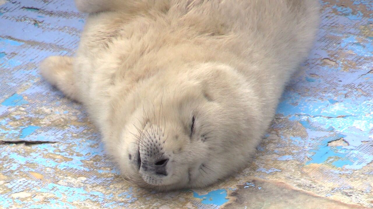 白くモフモフの姿はいまだけ！ ゴマフアザラシの赤ちゃん2頭誕生_稚内