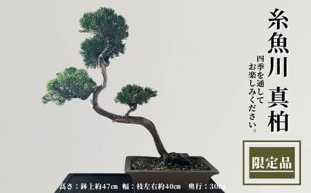 限定一点】糸魚川真柏 商品番号3 山採り木 現品限り 盆栽 貴重な糸魚川