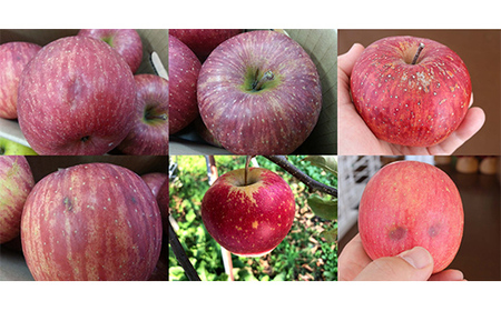 先行予約 2026年度発送》品種おまかせワケありりんごバラ詰め8kg(実