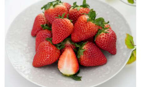 眺めてうっとり、かじって甘い！】JAの「いちごさん」240g×6パック【JA