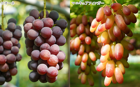 令和8年産先行予約】 シャインマスカット入り 3種おまかせ ぶどう