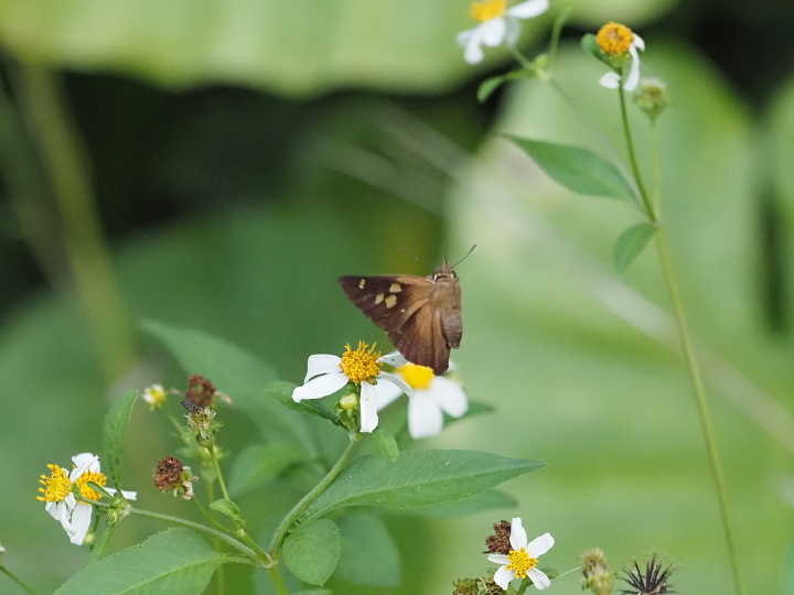 テツイロビロウドセセリ