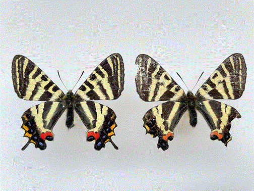 杣山型ギフチョウ | 蝶の歳時記