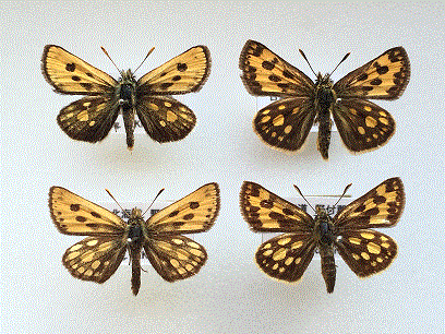 気分は北海道 1 カラフトタカネキマダラセセリ | 蝶の歳時記