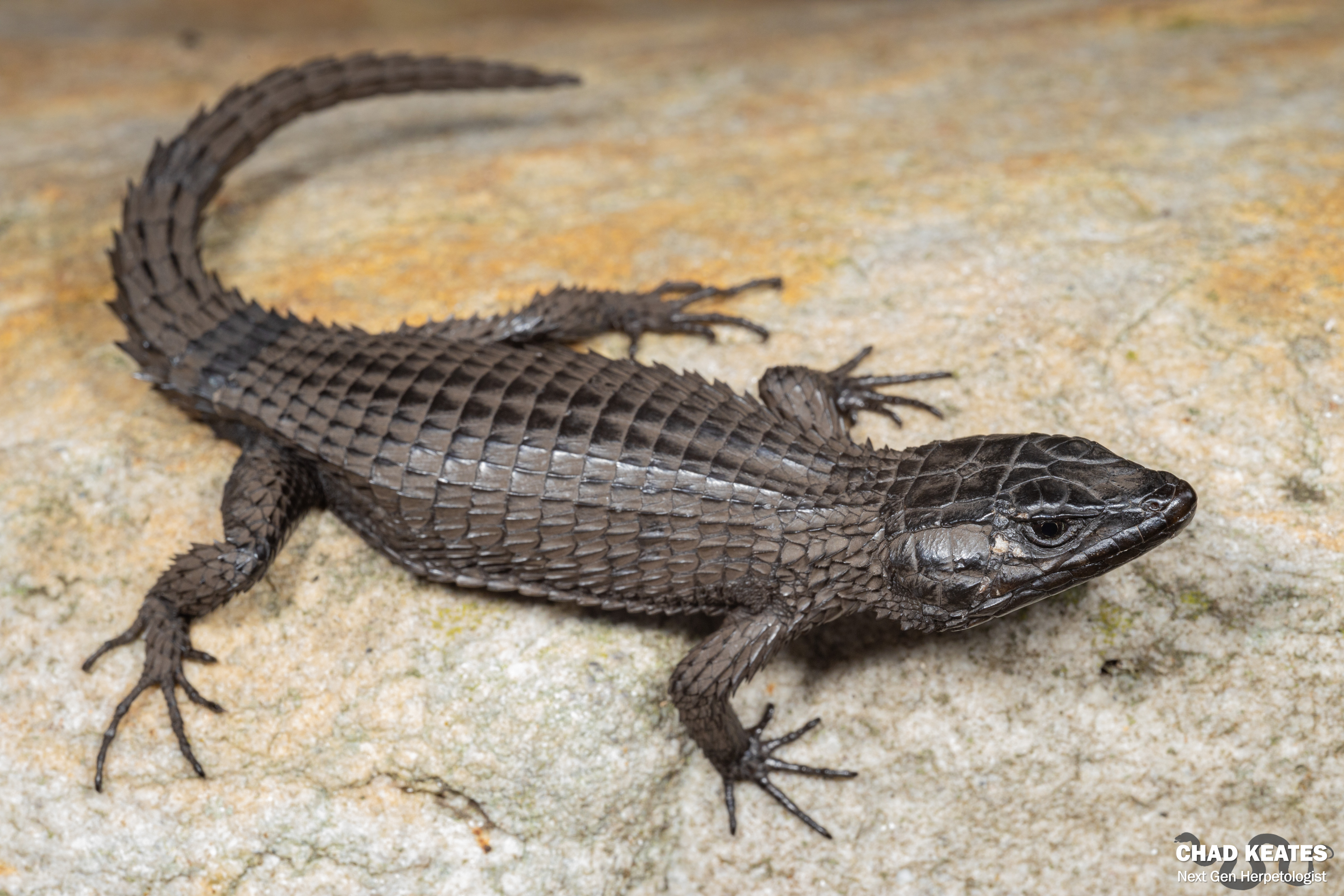 black spiky lizard | Chad Keates