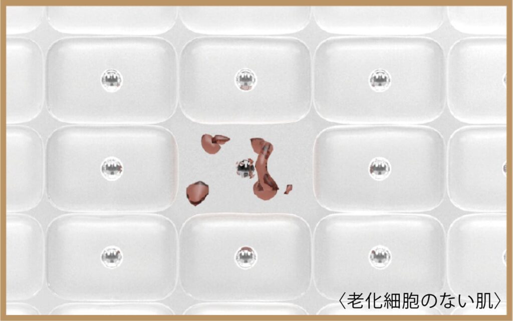 LE TEMPS | シャンソン化粧品