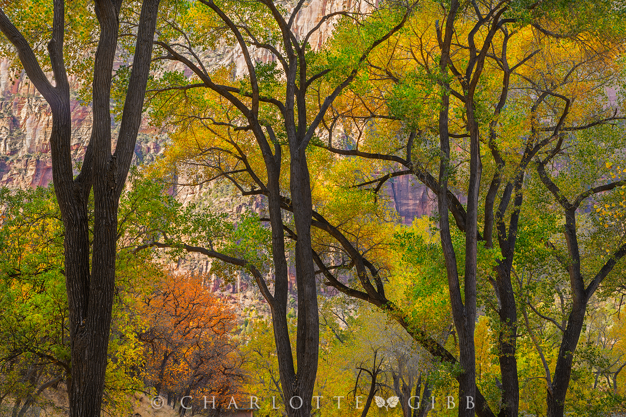 Twelve Months. Twelve Photographs. - Charlotte Gibb