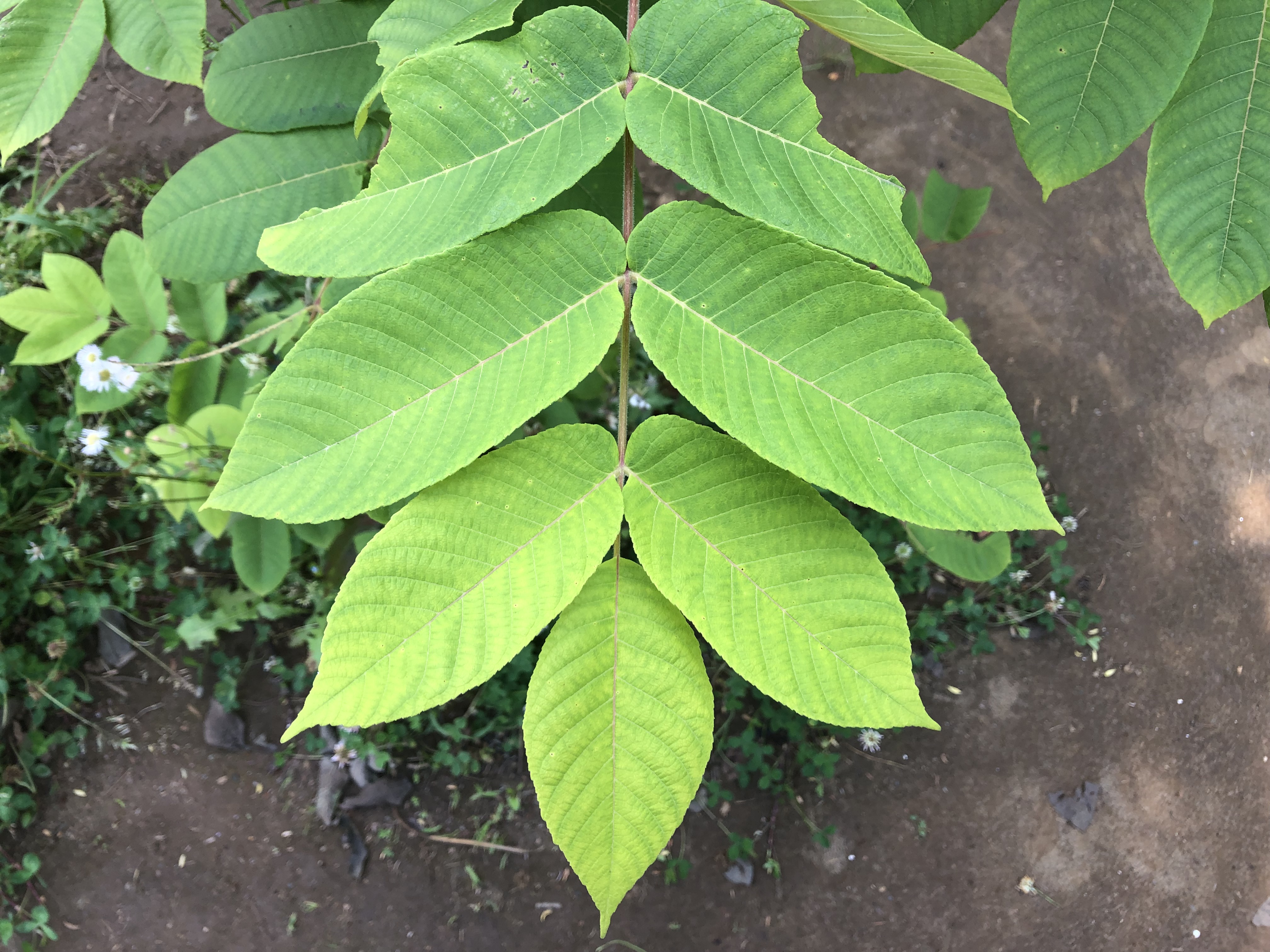 樹木NEWS-228:どれも1枚の葉っぱ | 千葉明徳短期大学附属幼稚園