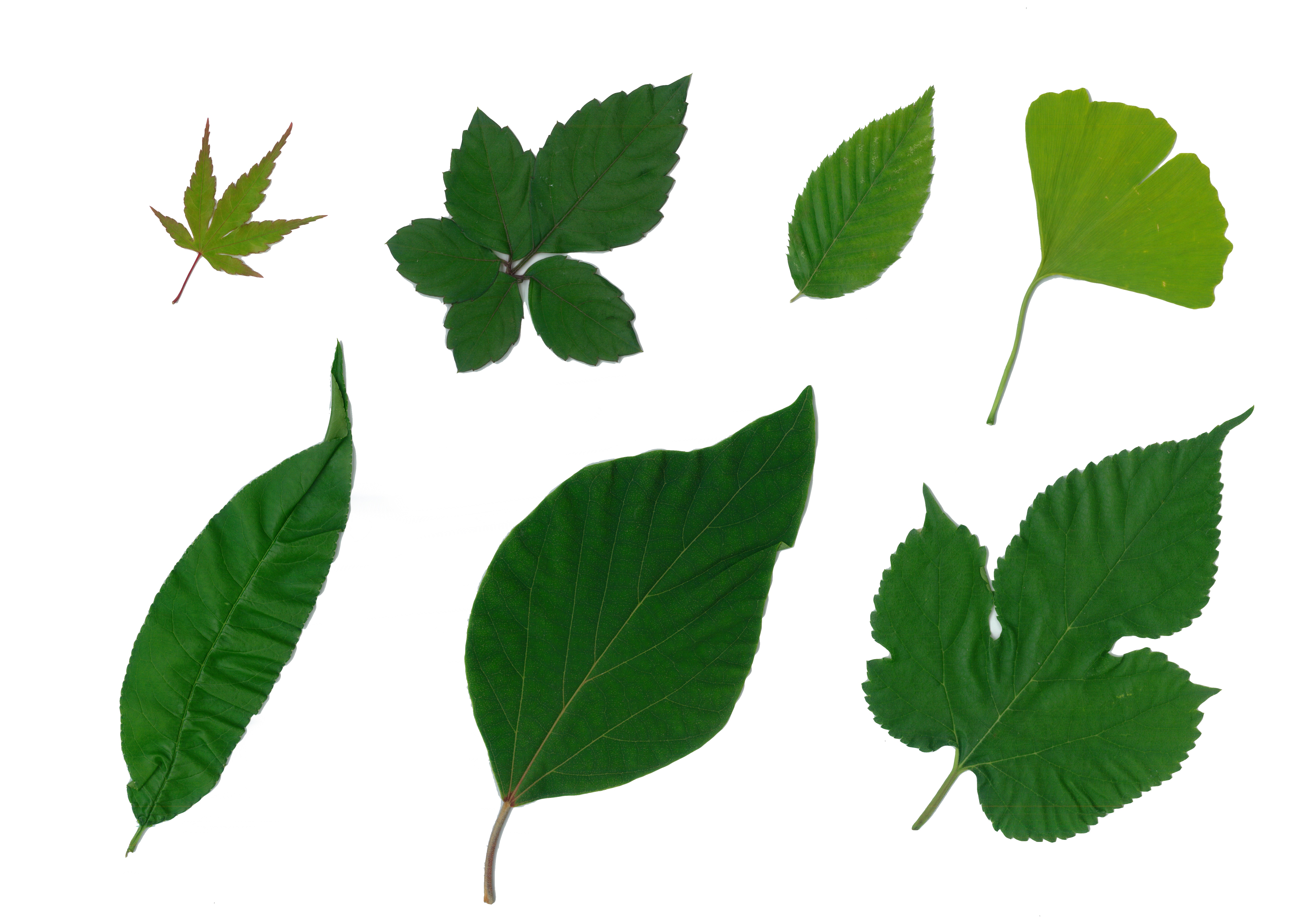 樹木NEWS-228:どれも1枚の葉っぱ | 千葉明徳短期大学附属幼稚園