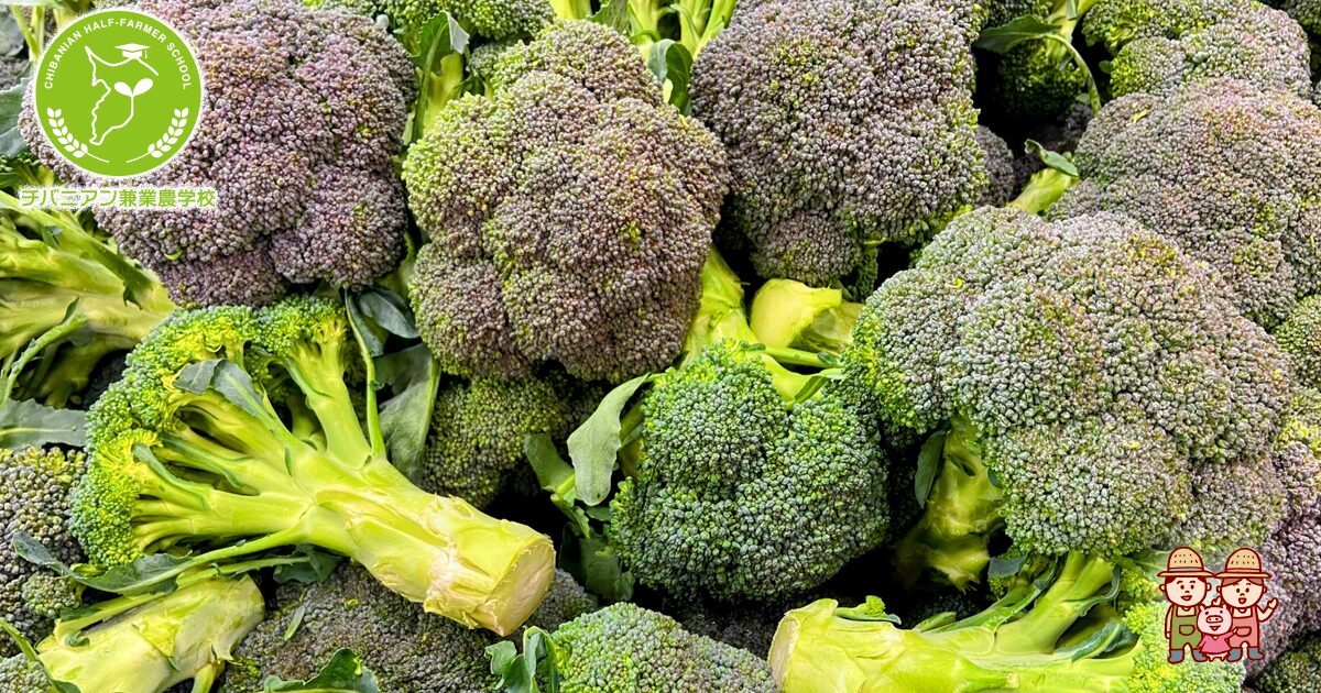 ブロッコリーの秘密と驚きの効能