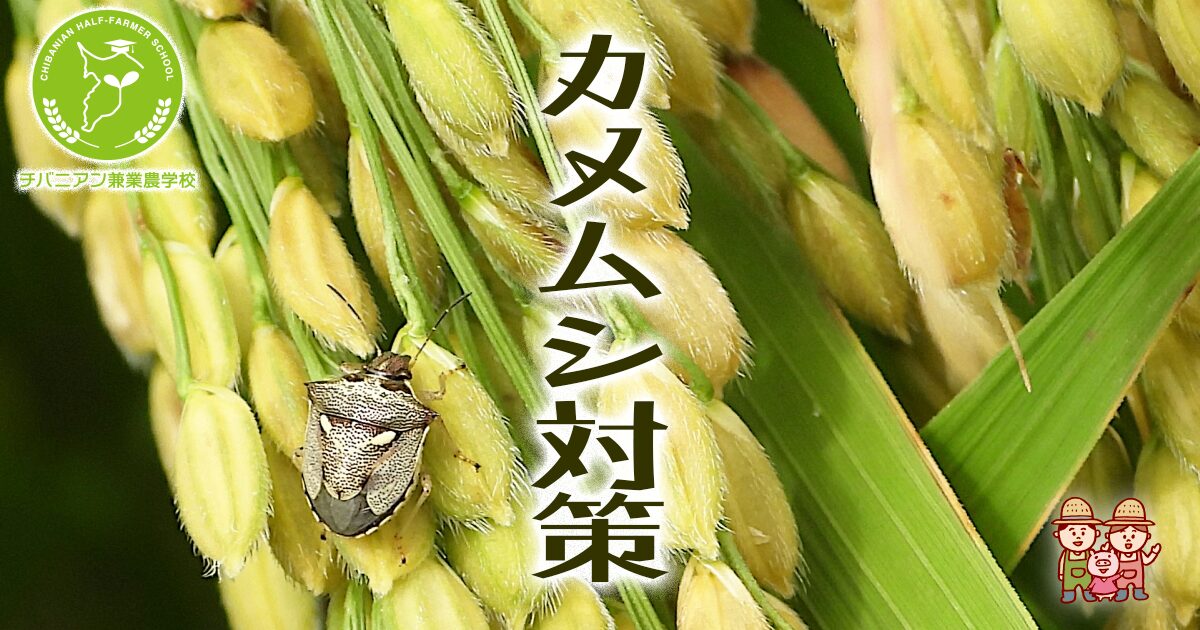 亀虫の防除対策！初心者でもできる簡単な方法
