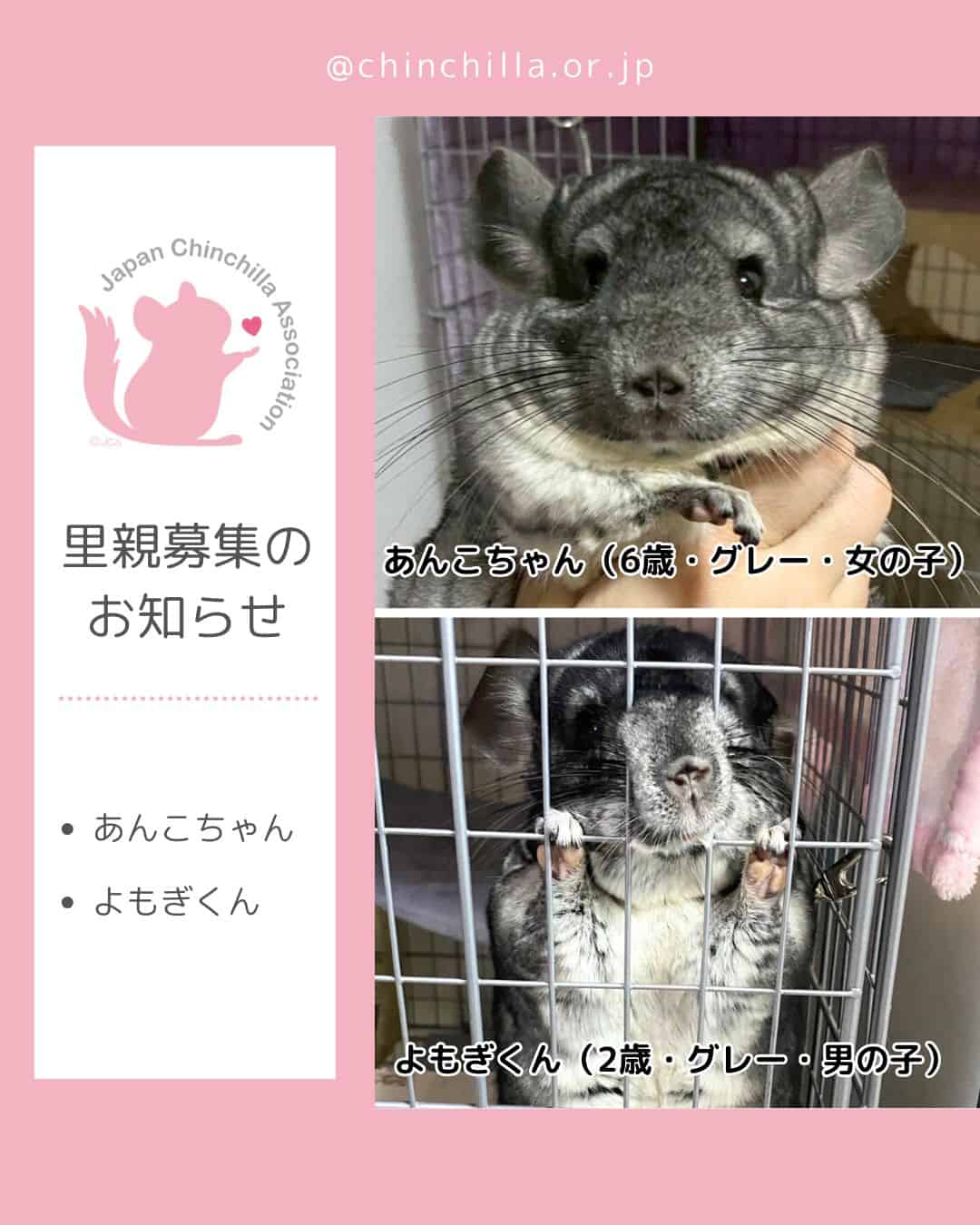 保護チンチラさん（2匹）里親募集のお知らせ | 一般社団法人 日本