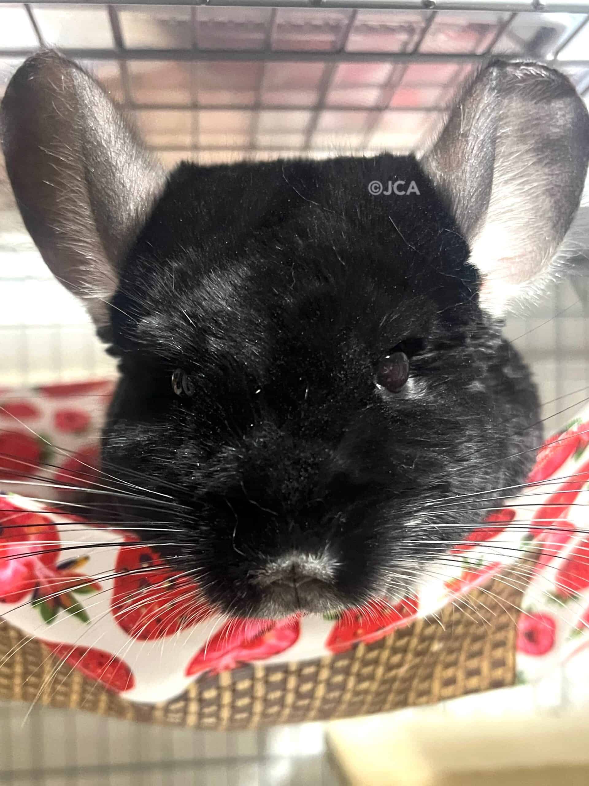 里親様からの近況報告 2026年1月 | 一般社団法人 日本チンチラ協会