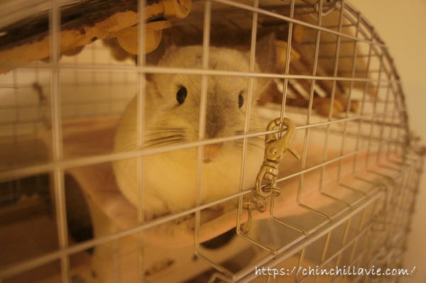 再販されるもあっという間に完売！『コンフォート60用 アーチルーフ