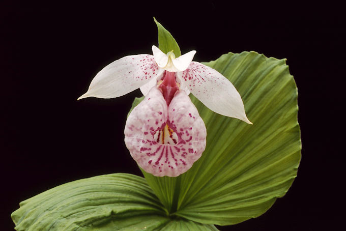 山野草 苗 台湾クマガイソウ 花芽1葉芽1 NO6 台湾クマガイソウ 花1