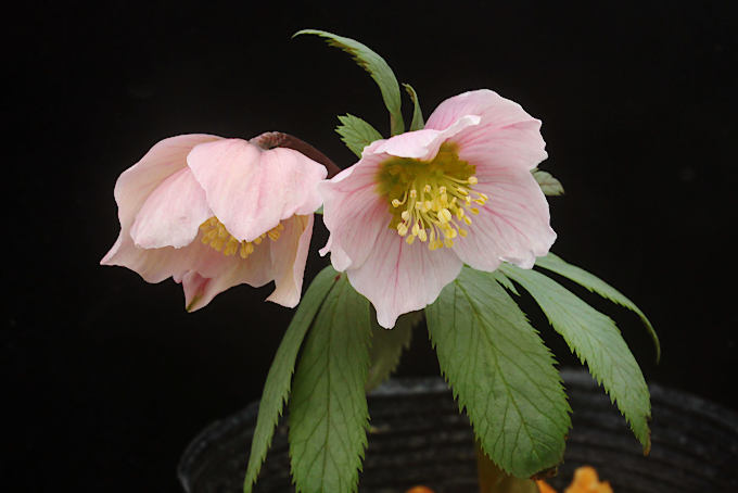 ヘレボルス チベタヌス（クリスマスローズ チベタヌス） - 「中越