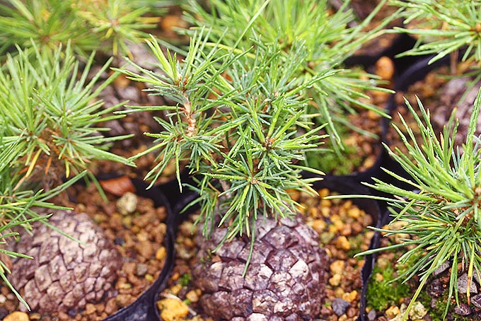 松ぼっくり - 「中越植物園オンラインショップ」