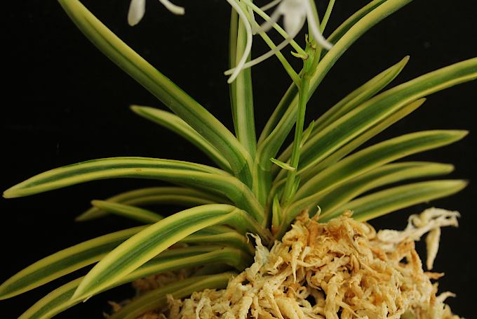 富貴蘭 御城覆輪 - 「中越植物園オンラインショップ」