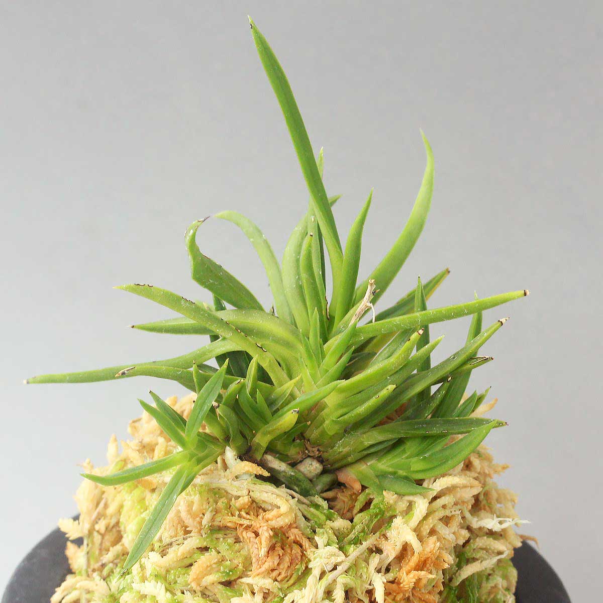 富貴蘭 青竜獅子 (25a21) - 「中越植物園オンラインショップ」