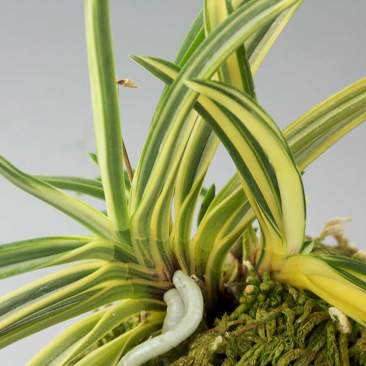 富貴蘭 西出都 (25a43) - 「中越植物園オンラインショップ」