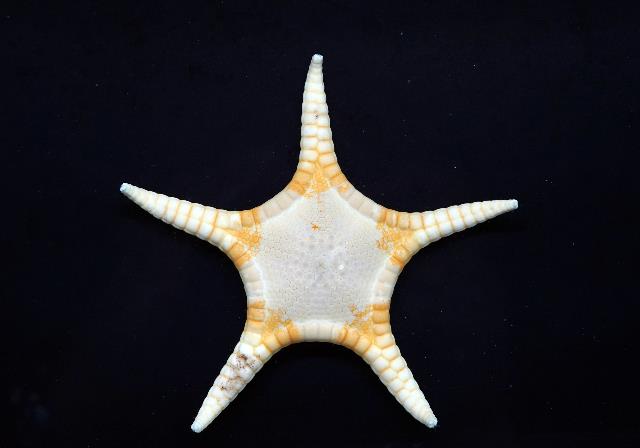 チュラウミゴカクヒトデ | 美ら海生き物図鑑 | 沖縄美ら海水族館