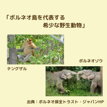 新ボルネオ通信】第1回：ボルネオ島について | クリステル・ヴィ