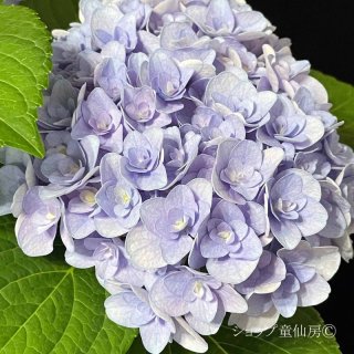 童仙房ナーセリー＆ガーデンのお庭のあじさいシリーズ（ハイドランジア