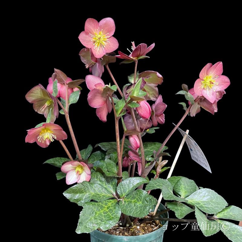 クリスマスローズ,童仙房ナーセリー＆ガーデンのクリスマスローズ,氷の