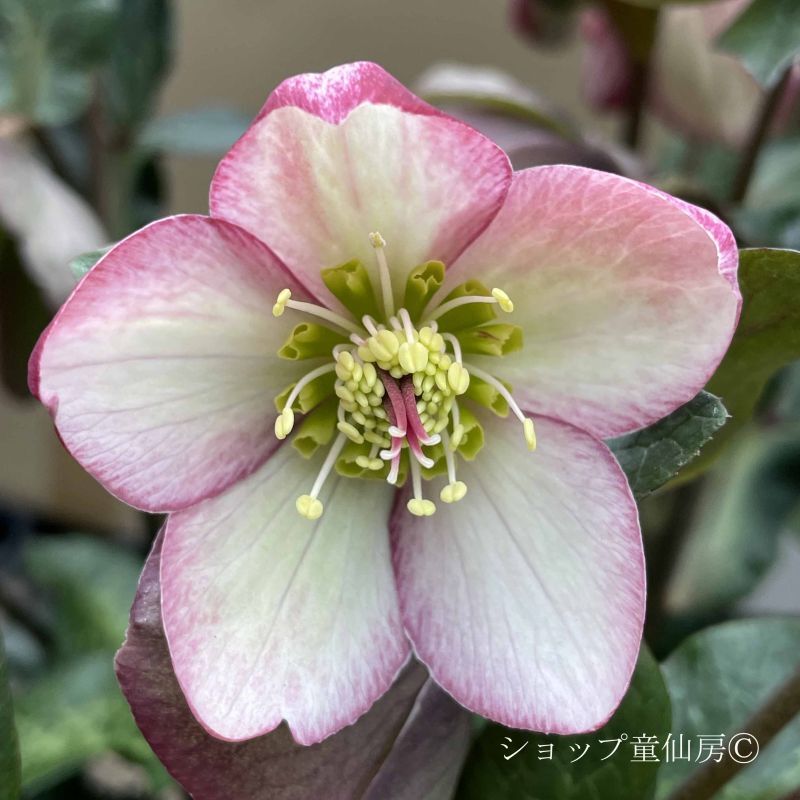 クリスマスローズ,童仙房ナーセリー＆ガーデンのクリスマスローズ,氷の