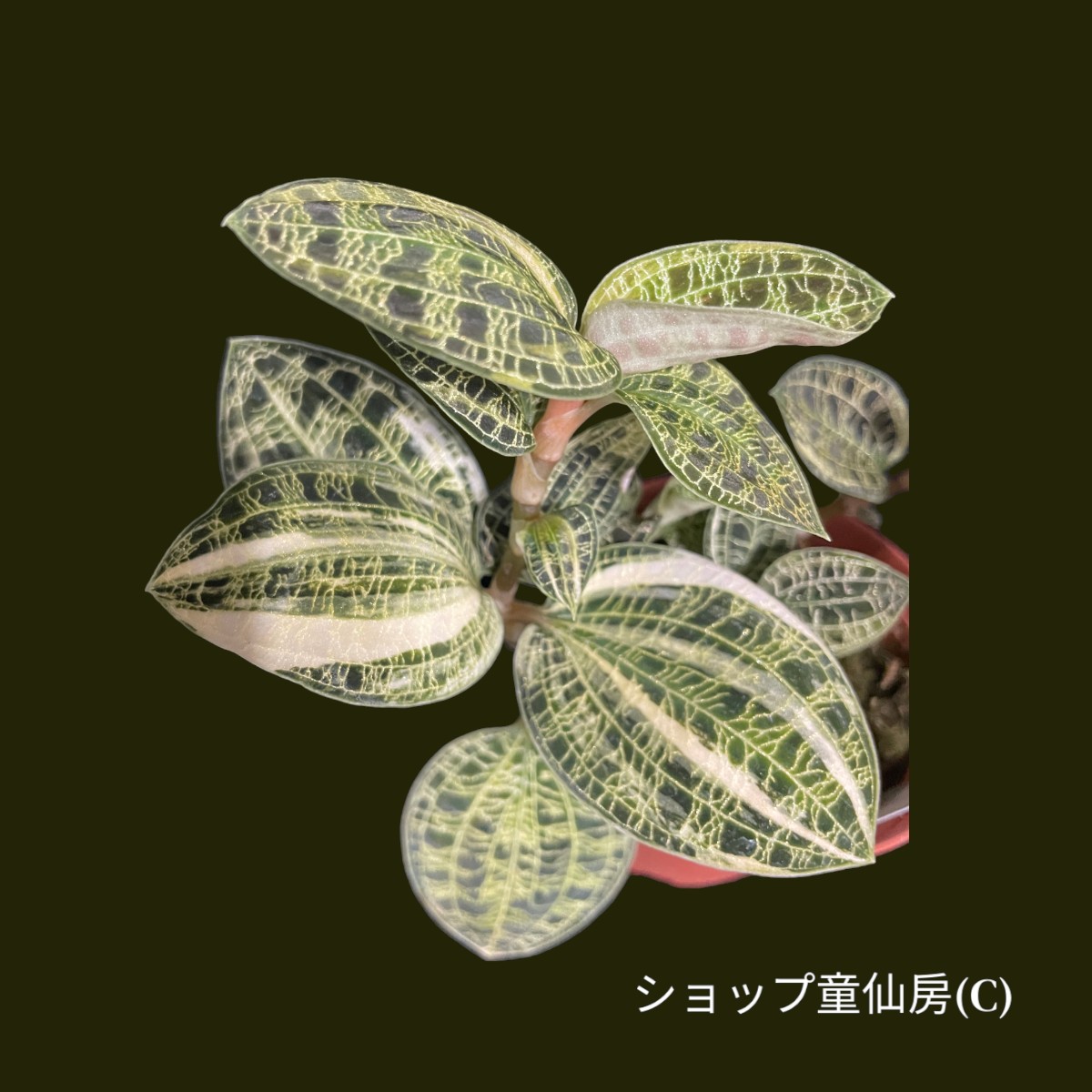 童仙房ナーセリー生産のジュエルオーキッド マコデスペトラ・斑入り