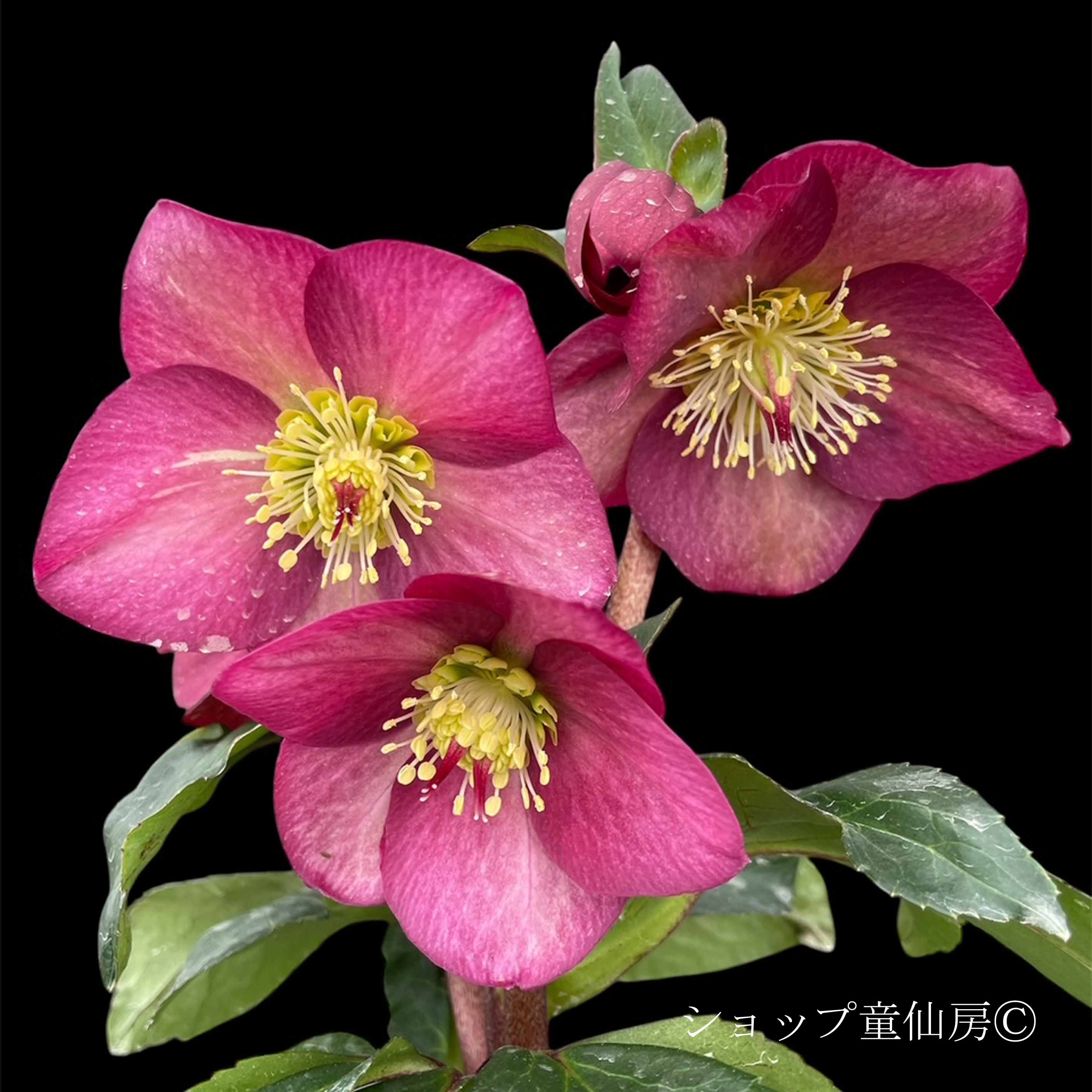 クリスマスローズ,童仙房ナーセリー＆ガーデンのクリスマスローズ