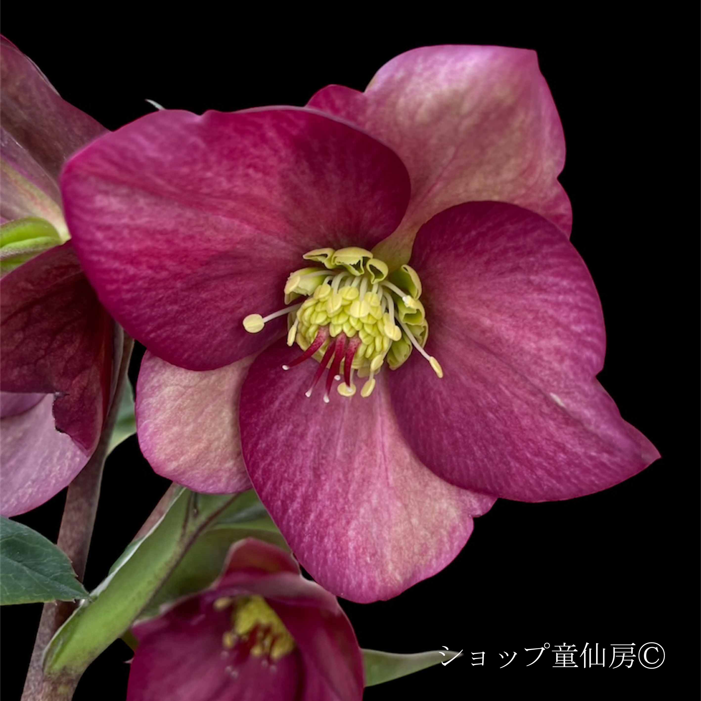 クリスマスローズ,童仙房ナーセリー＆ガーデンのクリスマスローズ