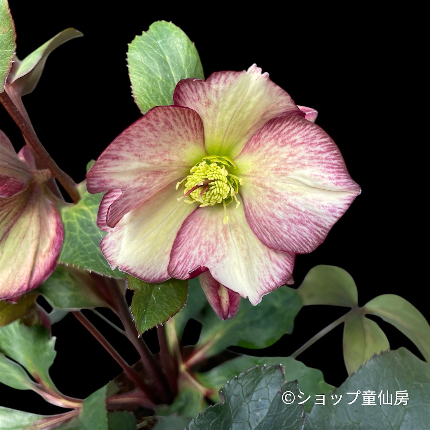 クリスマスローズ,童仙房ナーセリー＆ガーデンのクリスマスローズ,氷の