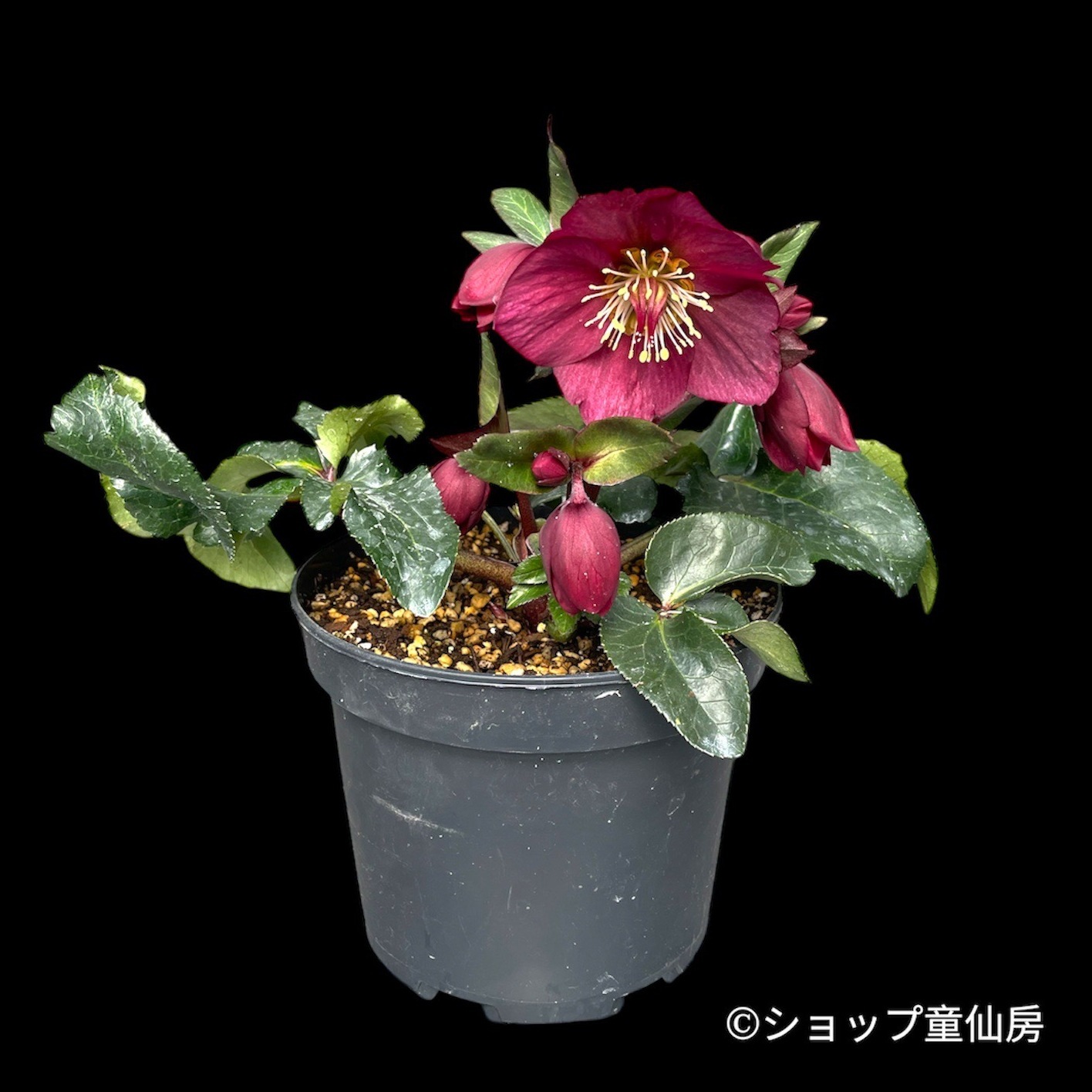 クリスマスローズ,童仙房ナーセリー＆ガーデンのクリスマスローズ