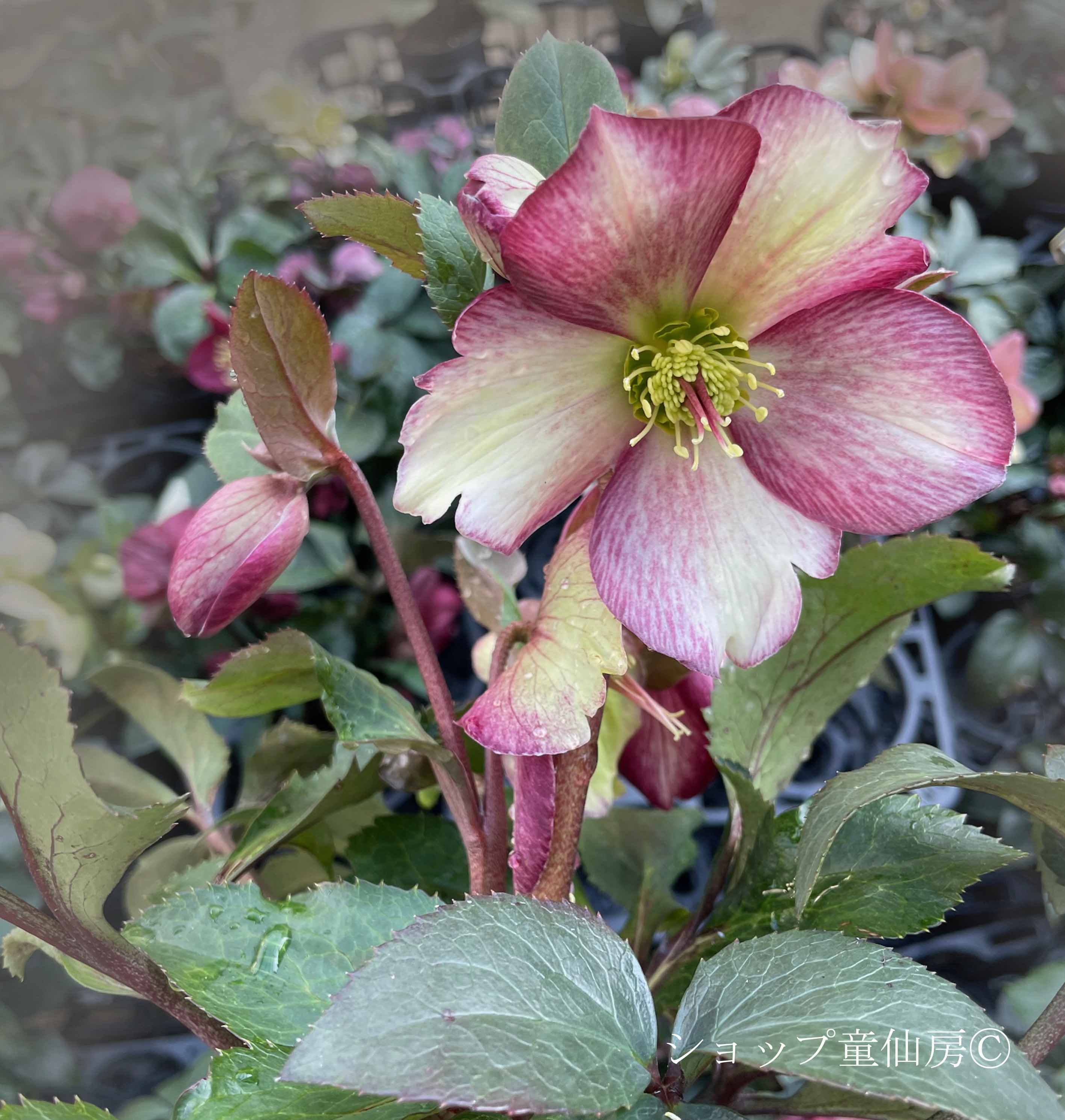 クリスマスローズ,童仙房ナーセリー＆ガーデンのクリスマスローズ,氷の