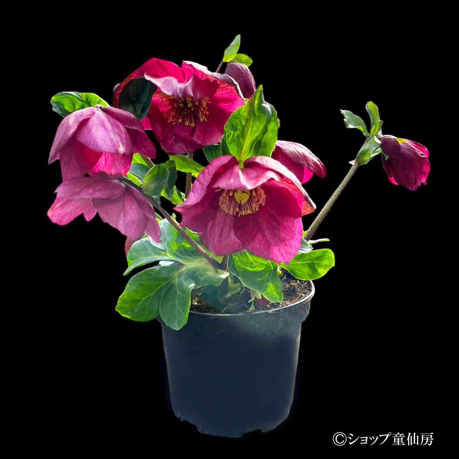 クリスマスローズ,童仙房ナーセリー＆ガーデンのクリスマスローズ,雪の