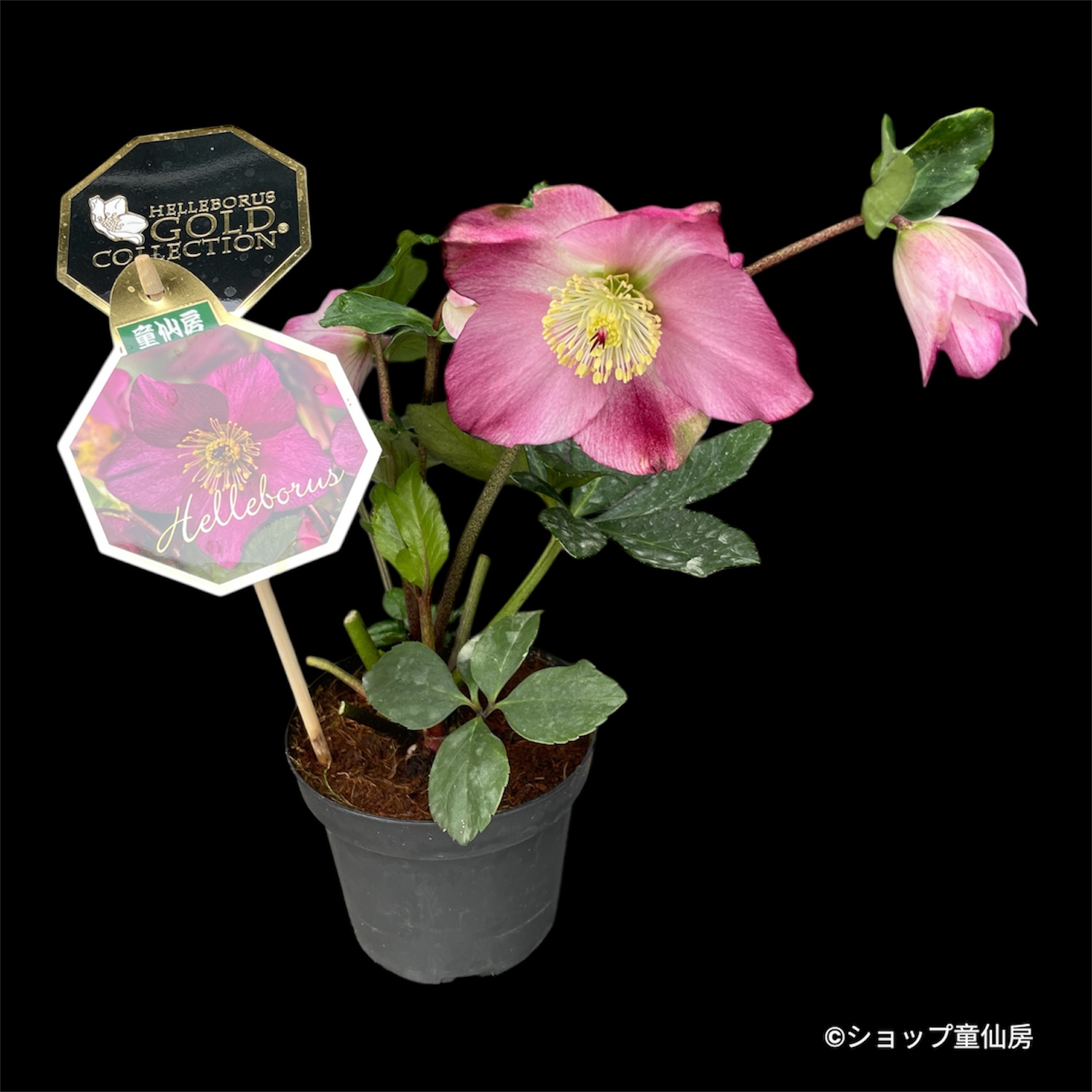 クリスマスローズ,童仙房ナーセリー＆ガーデンのクリスマスローズ,雪の