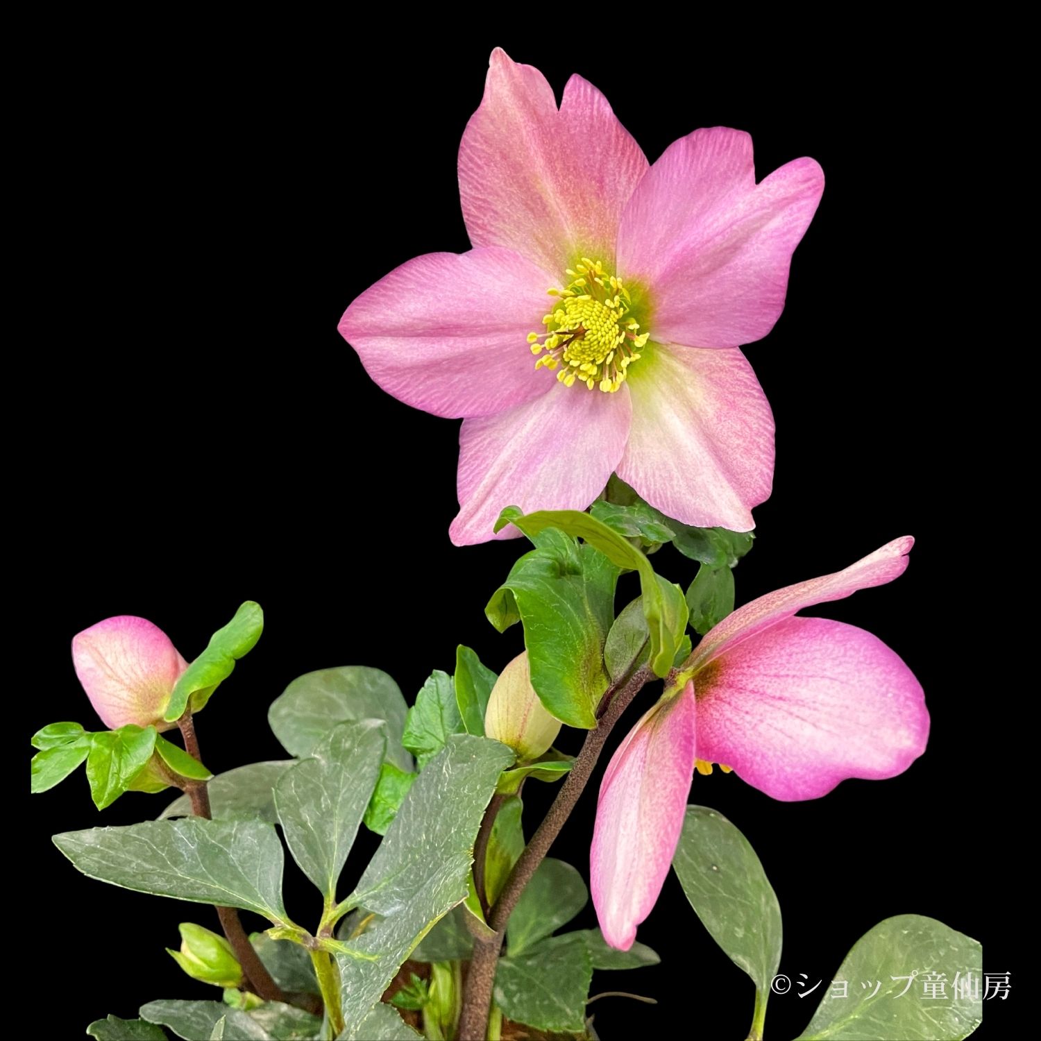 クリスマスローズ,童仙房ナーセリー＆ガーデンのクリスマスローズ,雪の