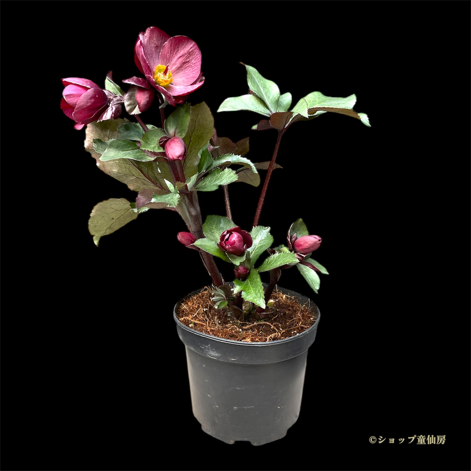 クリスマスローズ,童仙房ナーセリー＆ガーデンのクリスマスローズ,氷の