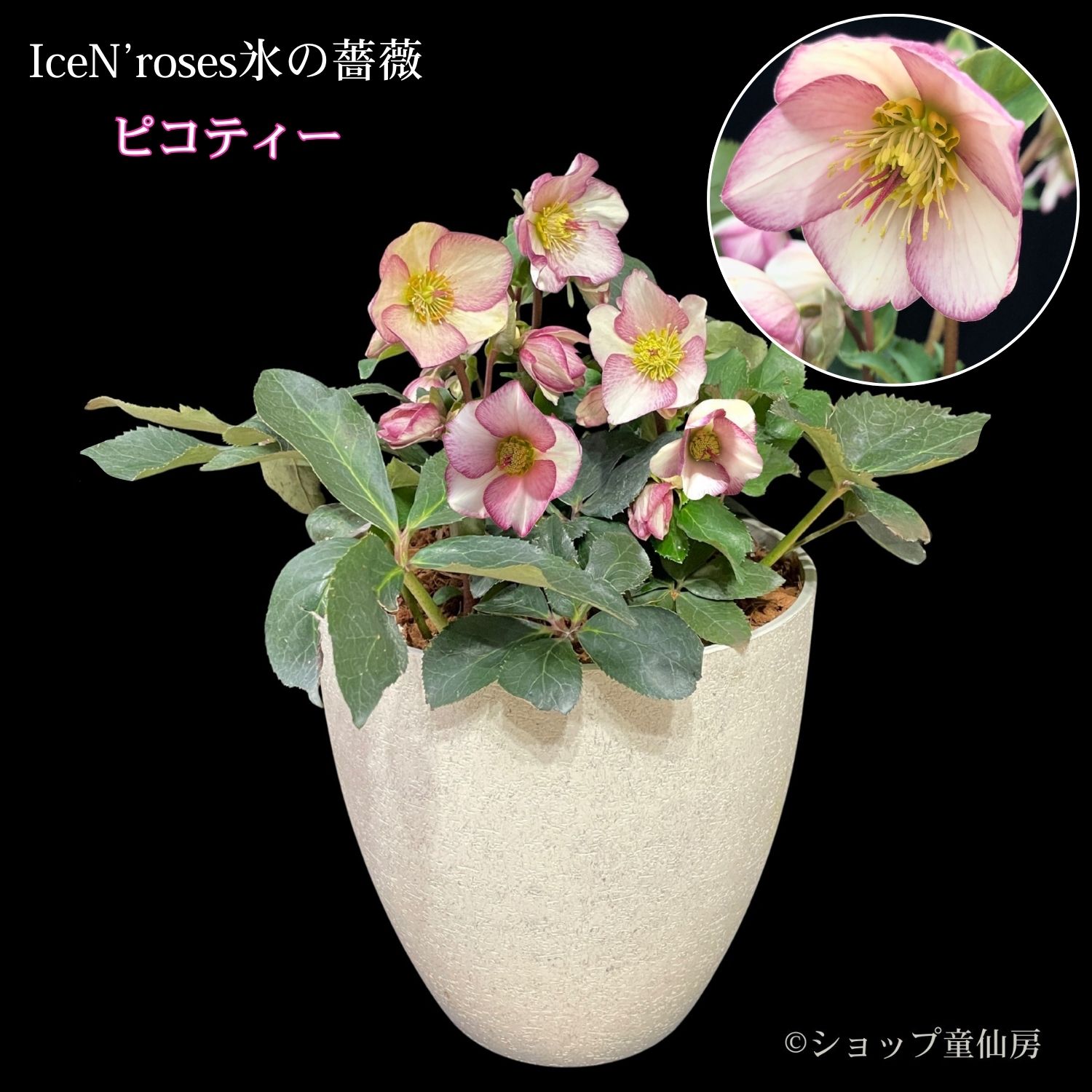 クリスマスローズの鉢植え,童仙房ナーセリー＆ガーデンのクリスマス