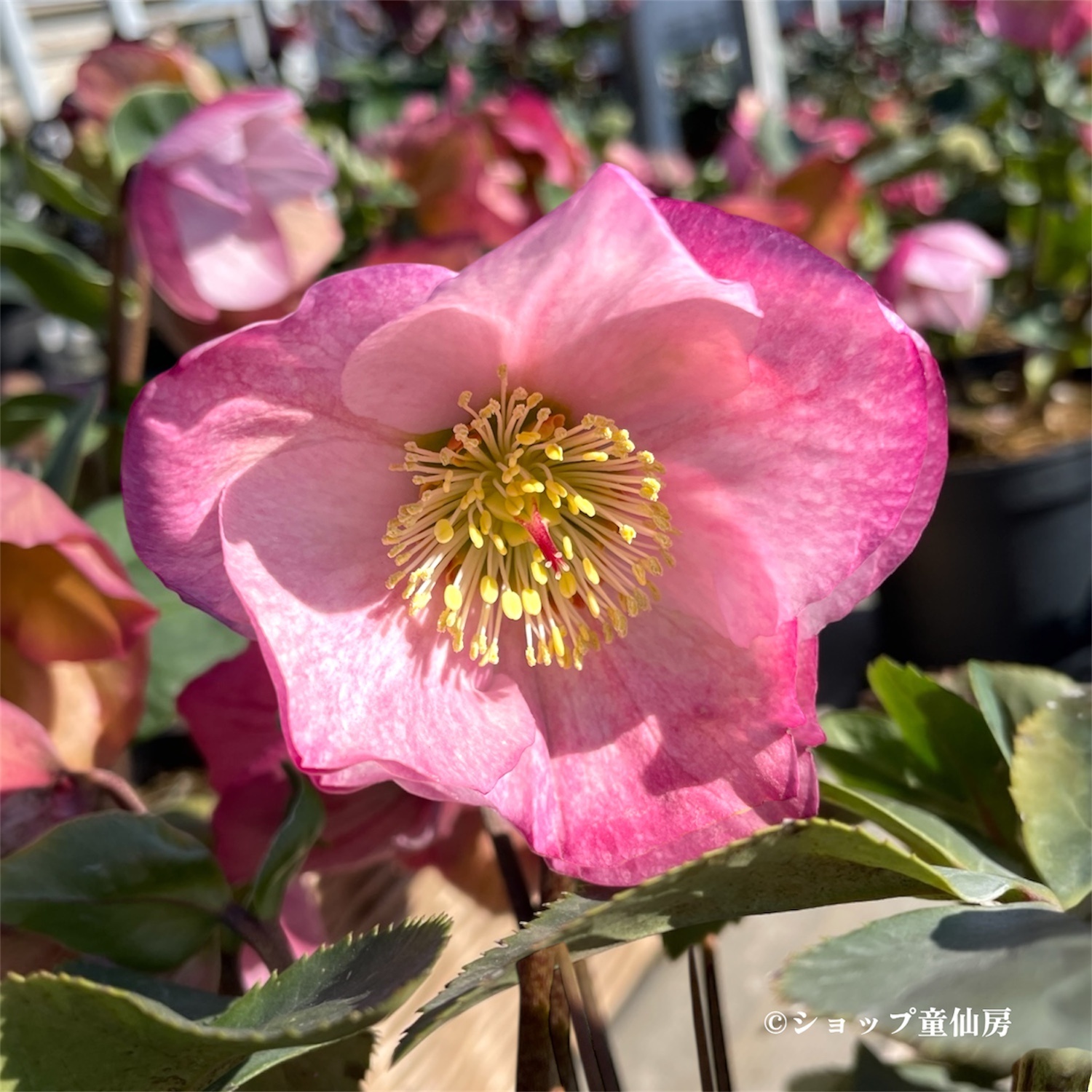 クリスマスローズ,童仙房ナーセリー＆ガーデンのクリスマスローズ,雪の