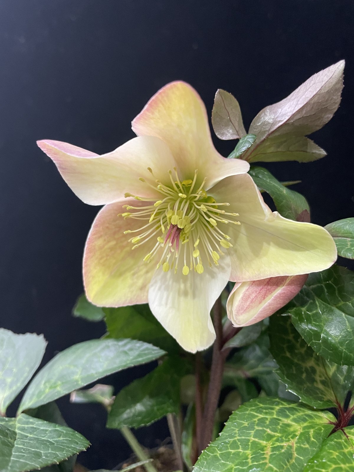 クリスマスローズ,童仙房ナーセリー＆ガーデンのクリスマスローズ,氷の