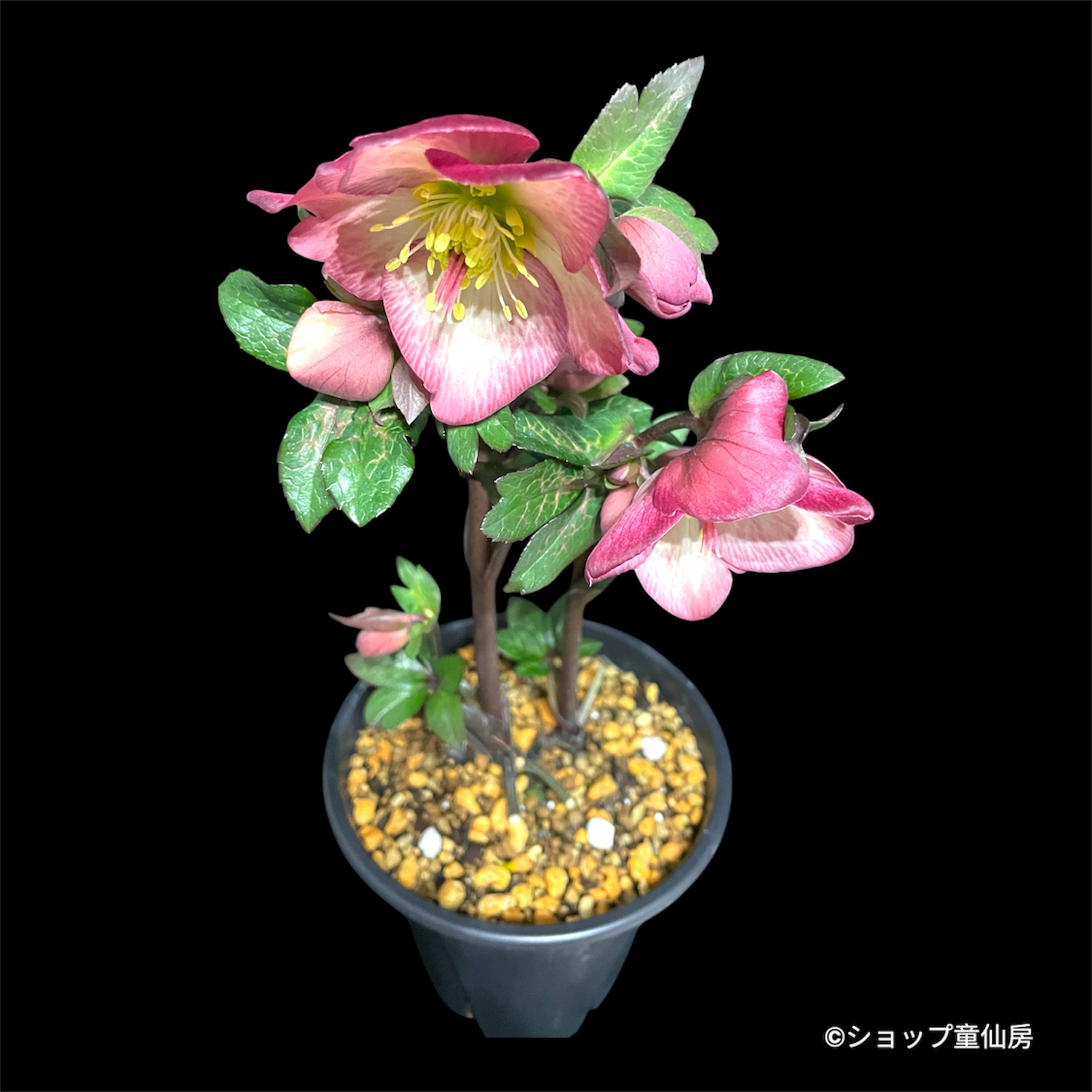 特報コーナー,童仙房ナーセリー＆ガーデンのクリスマスローズ,,【現品