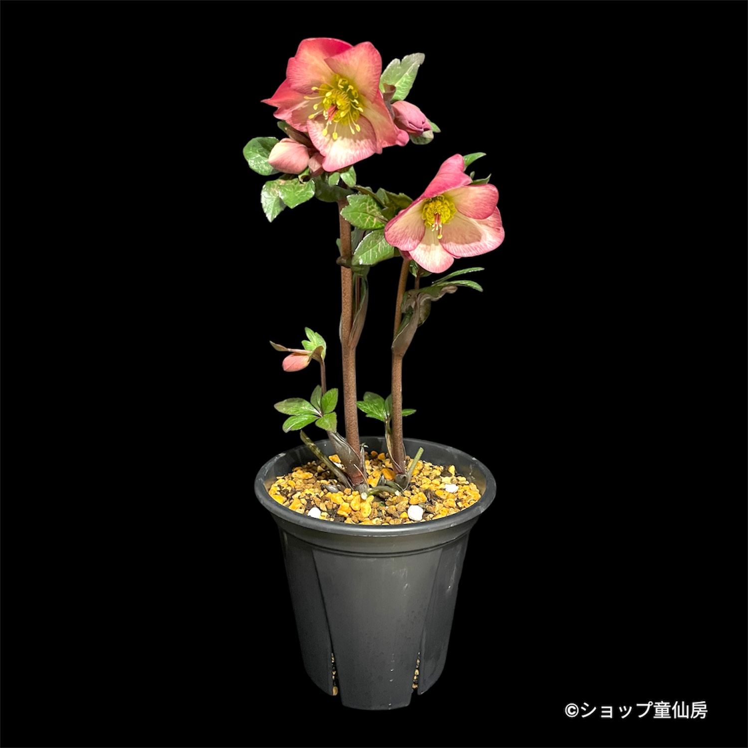 特報コーナー,童仙房ナーセリー＆ガーデンのクリスマスローズ,,【現品