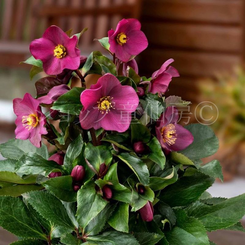 クリスマスローズ氷の薔薇シリーズ6鉢 蕾なし クリスマスローズ氷の