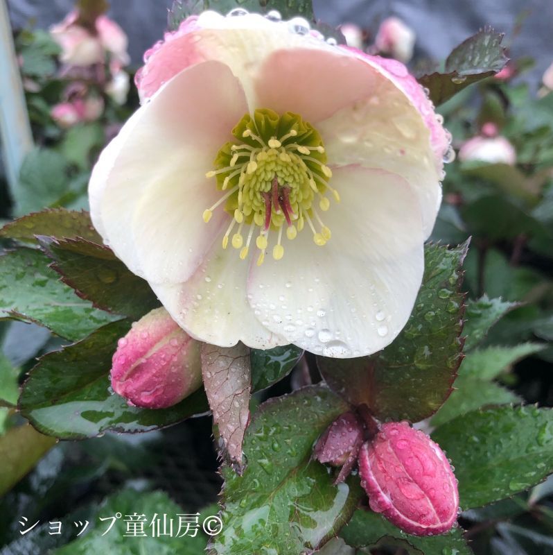 クリスマスローズ,童仙房ナーセリー＆ガーデンのクリスマスローズ,氷の