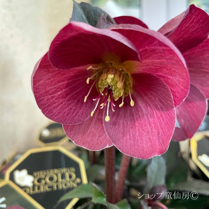 クリスマスローズ,童仙房ナーセリー＆ガーデンのクリスマスローズ,氷の