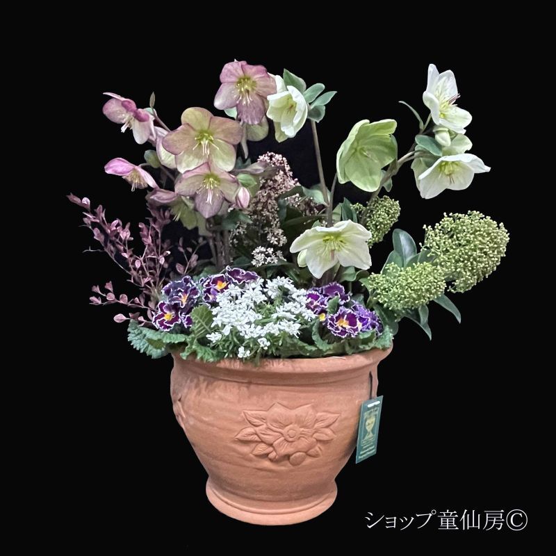 クリスマスローズはキリストの誕生花・寒い冬に満開のクリスマスローズ