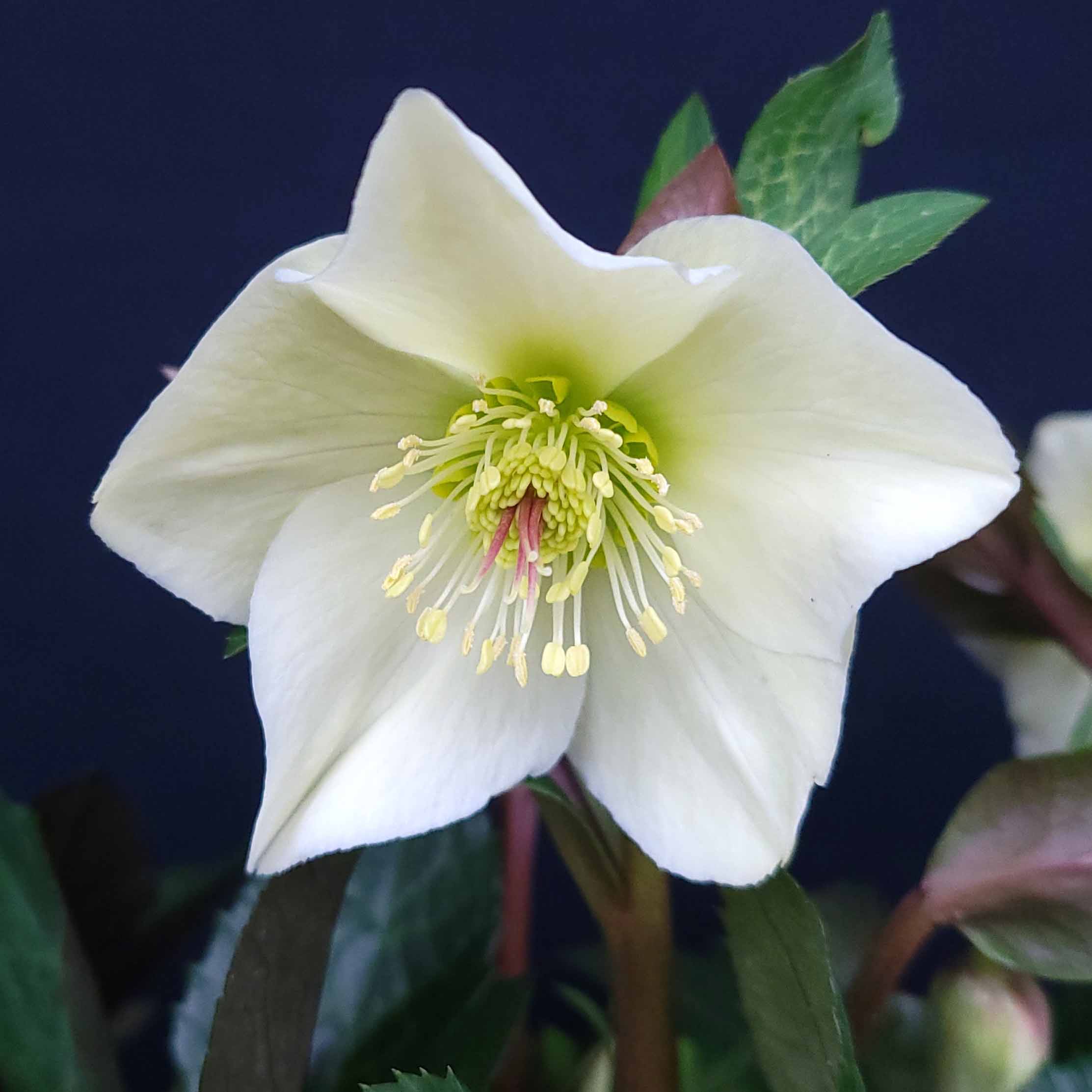 クリスマスローズ,童仙房ナーセリー＆ガーデンのクリスマスローズ,氷の